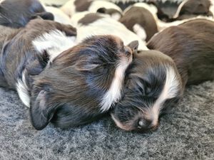 Schapendoes M-nest van de Roeskebeer